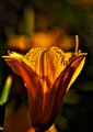 Lily III