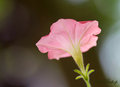 Petunia