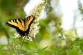 Another butterfly 