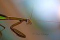 Praying Mantis