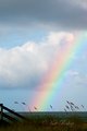 Rainbow II