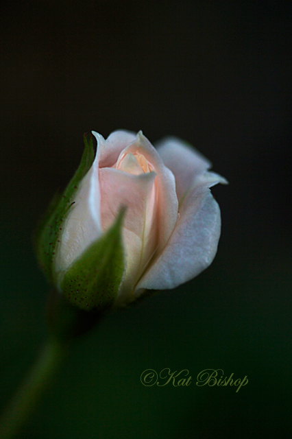 Tiny Rosebud