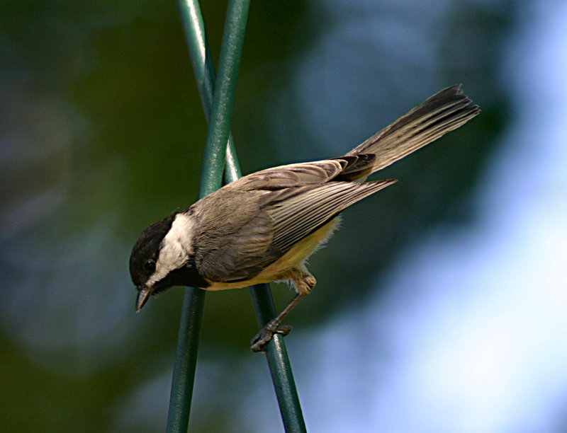 Chickadee