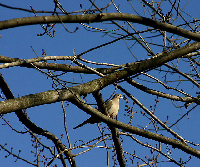 Dove