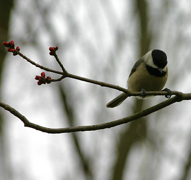 Chickadee