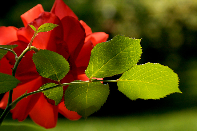 A Rose