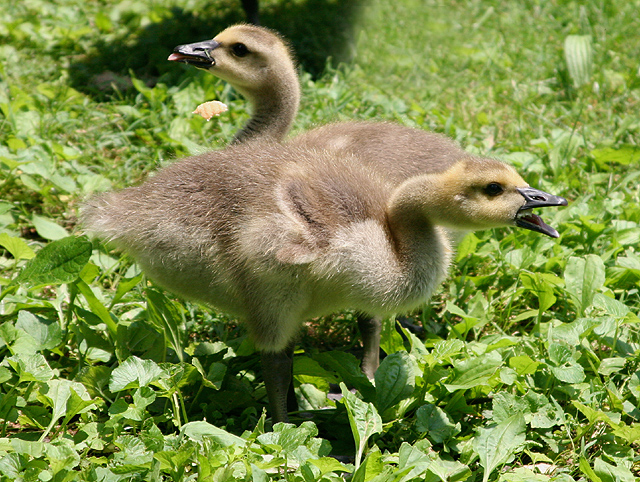 Baby Geese