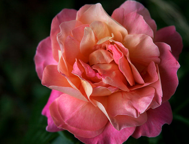 The Last Rose