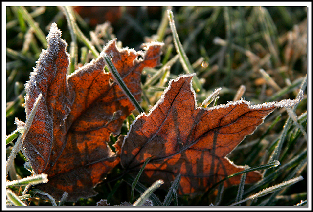 Frost