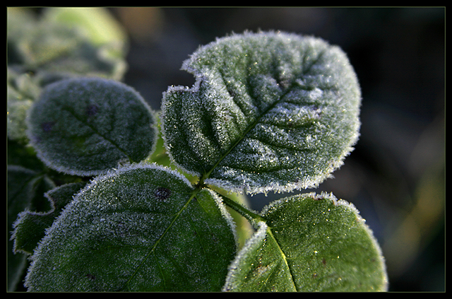 Green Frost