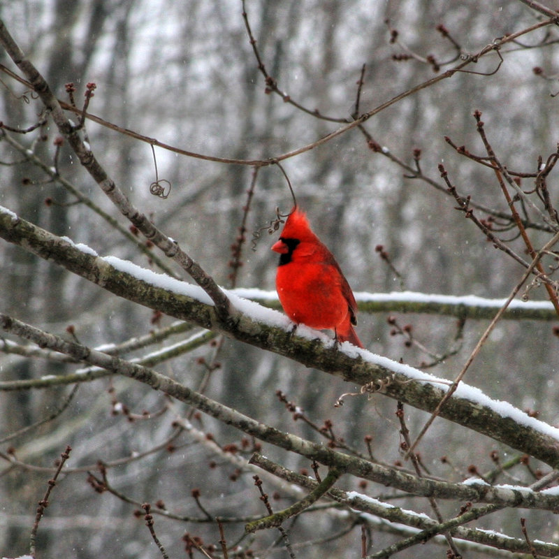 Snow Cardinal Day 3