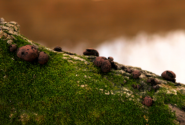  Moss & Mushrooms