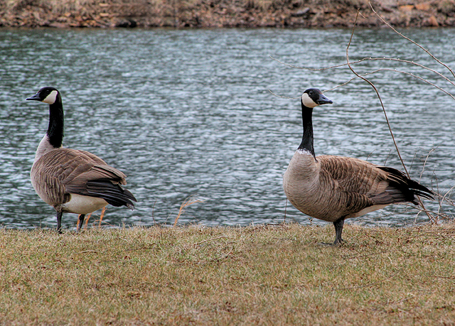 Canada Geese Day 29