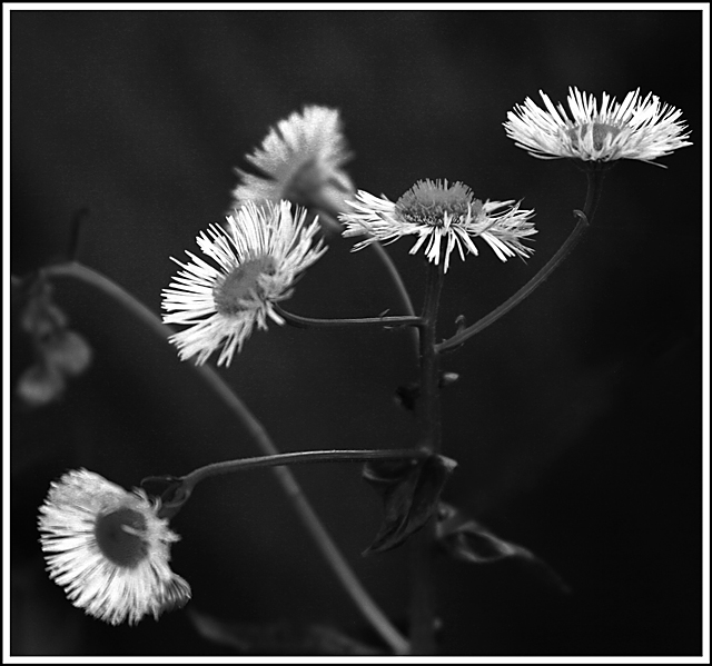Mini Daisy Day 1