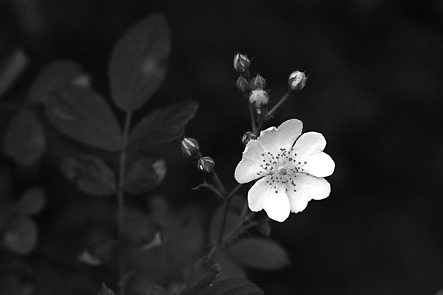 Blackberry Bloom Day 9