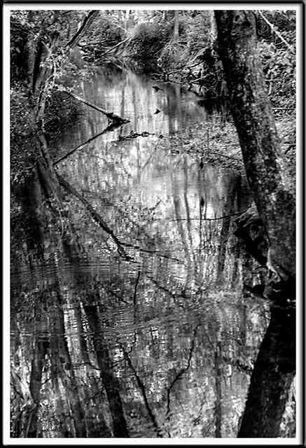 Creek Reflections Day 12