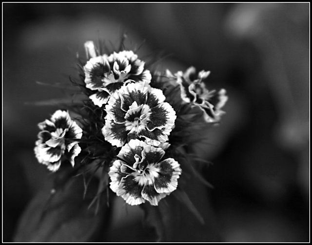 Sweet William Day 13