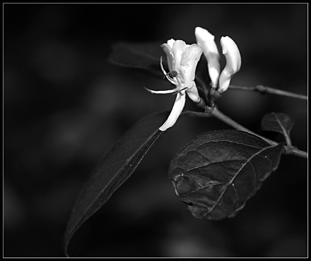 Honeysuckle Day 14
