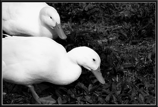 Ducks Day 24