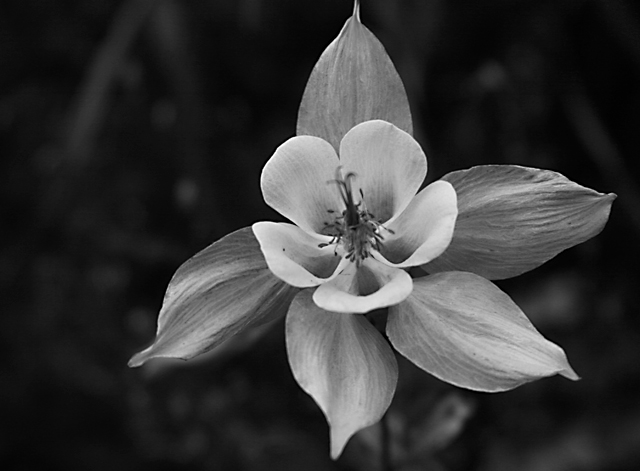 Columbine Day 27