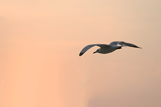 Gull