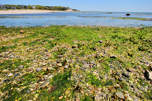 Cape Cod