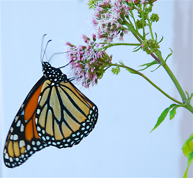 Monarch