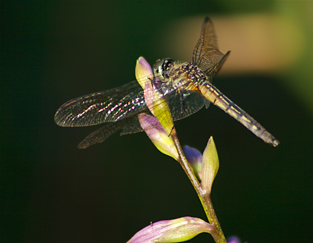 Dragonfly