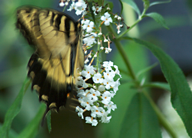 Butterfly Wings 2