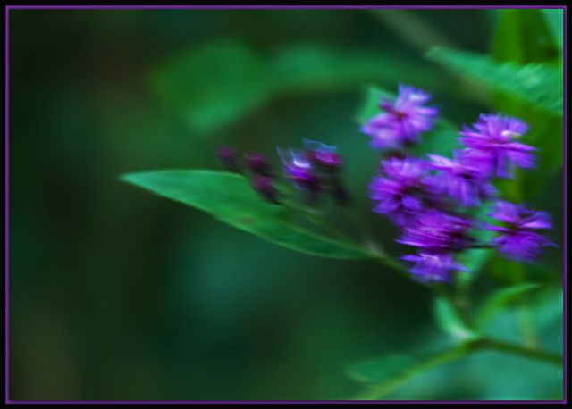 Wind & Wildflowers