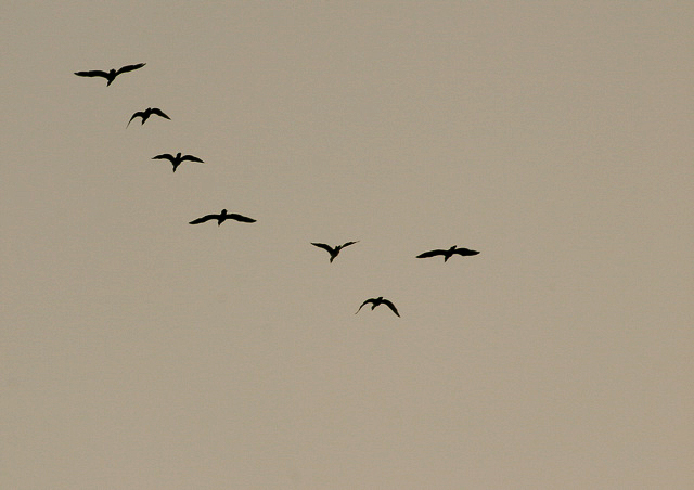 Birds