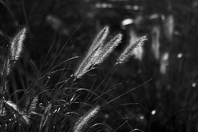 Grasses