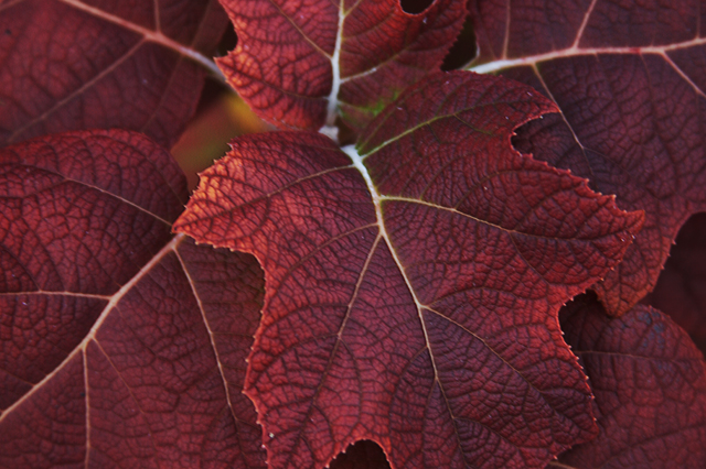Leaves
