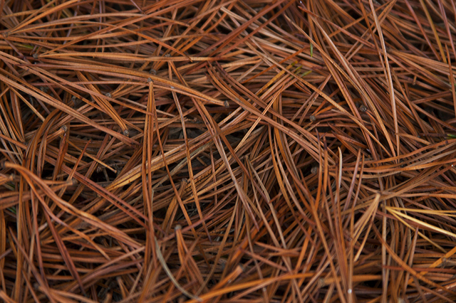 Pine