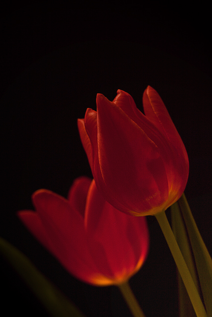 Tulips