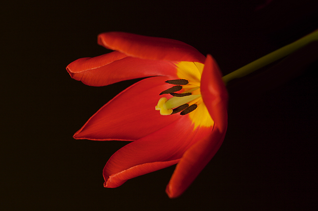Tulip