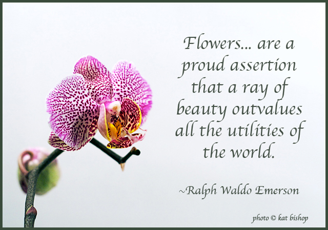 Orchid