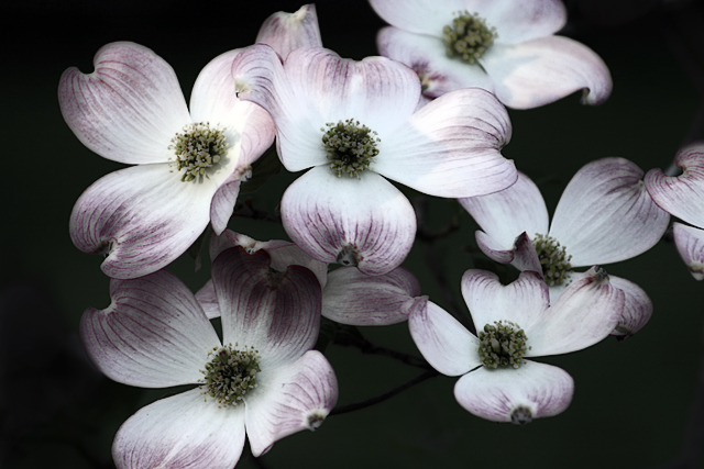 Dogwood Blossom