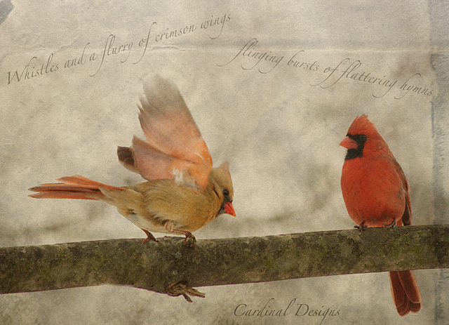 Cardinal Designs