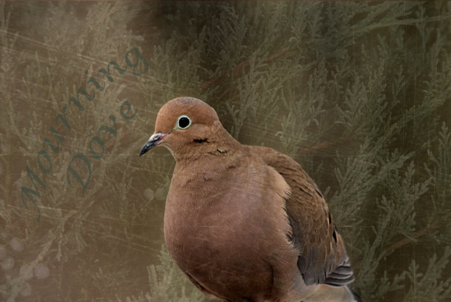 Mourning Dove