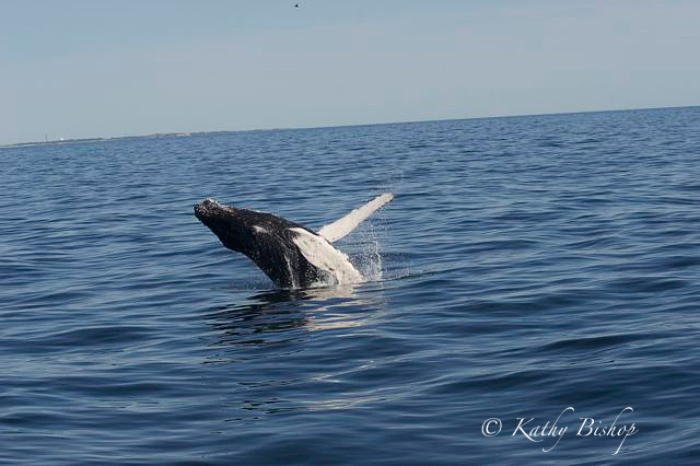 Baby Humpback Whale