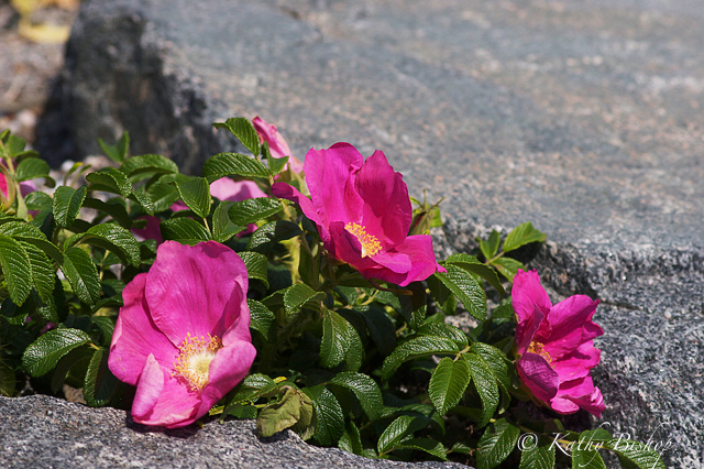 Wild Roses