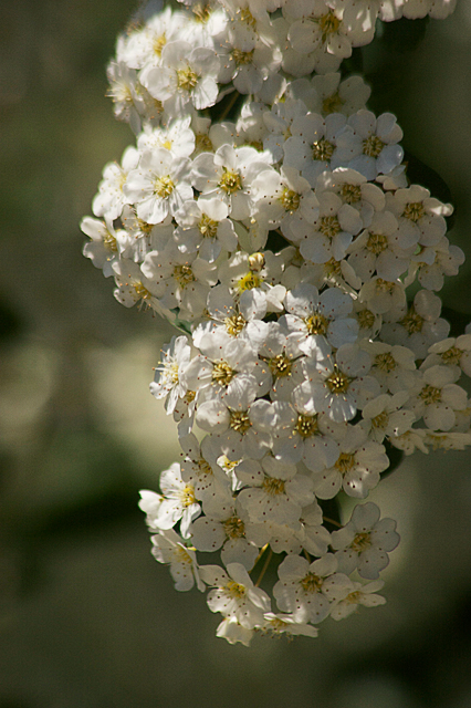 Bridal Bush