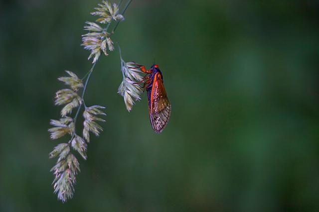 Cicada