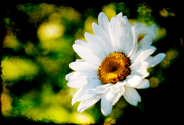 Daisy