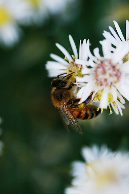 Honey Bee