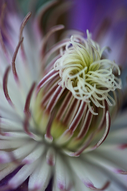 Clematis Center