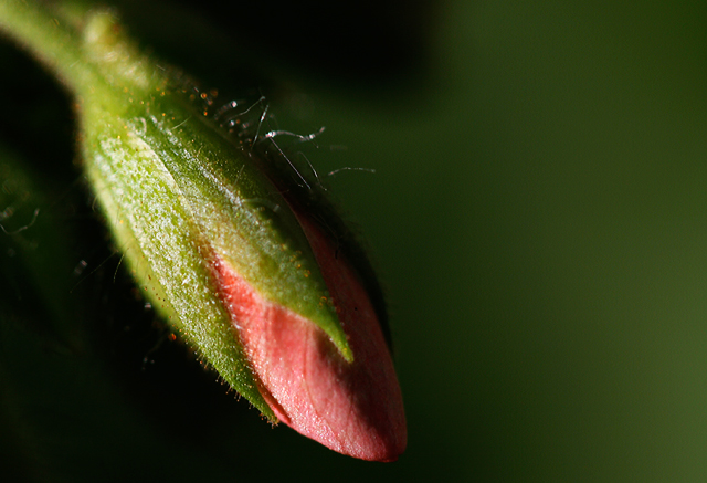 Geranium Bud