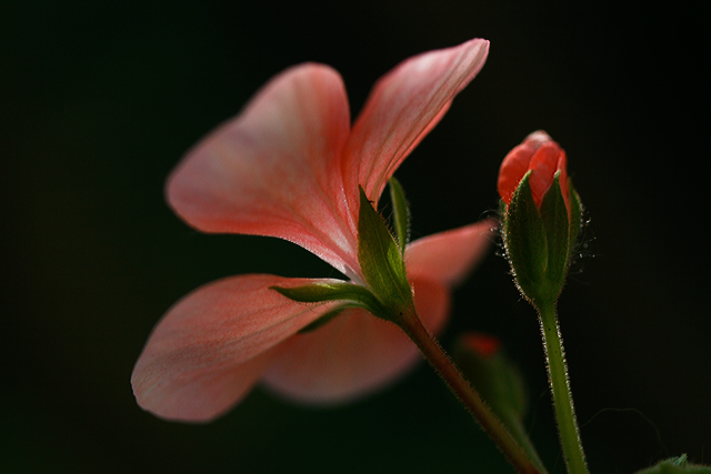 Geranium