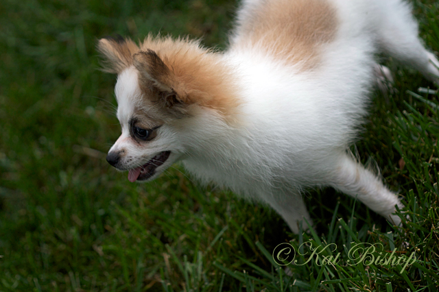 Bandit